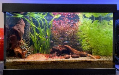 Mikeyboy123 - March 2024 Tank of the Month Winner (16 gal & smaller)