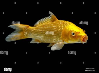 golden-koi-fish-isolated-on-a-black-background-KA9WTE.jpg