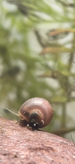 snail 2.png