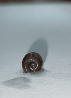 snail 1.png