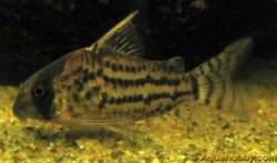 Corydoras_schwartzi_2.jpg