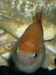 platy_0031.jpg