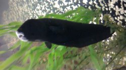 black ghost knife is