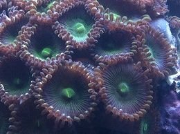 Green polyp close up 8-9-12.jpg