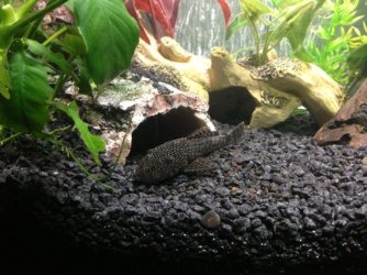 Male Pleco 2.JPG