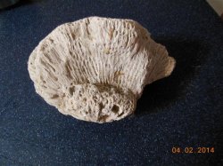 oto coral 004 (Small).JPG
