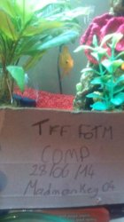 Image 2 of fish with tag.jpg