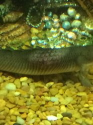 eel pic 2.jpg