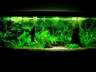 70g Mar 16-09(1).JPG