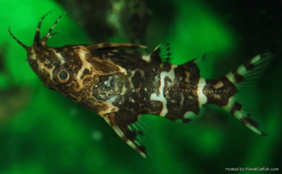 Synodontis nigriventris2.jpg.png