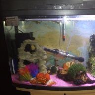 Guppymammy