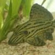 fishfinderdave