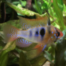 NeonTetra97