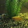 HoneyGourami