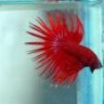 Red Betta