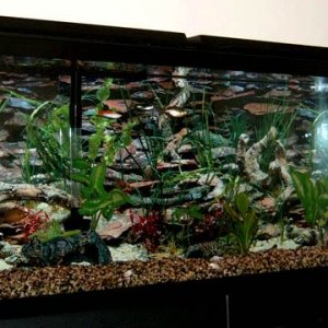 fishlipsaquarium.jpg
