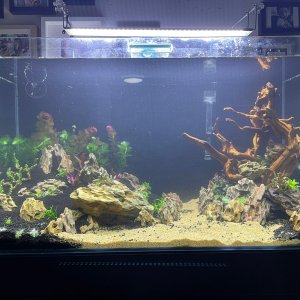 50gal scaping v3-planted.jpeg