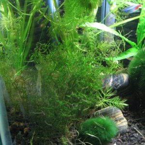 2.) Java Moss.JPG