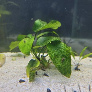 Anubias black leaves.jpg