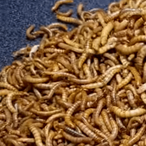 2021-03-07 23_51_57-(1) Mealworms VS Banana Time Lapse - YouTube - Opera.png