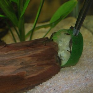 Baby Plecos eating zucchini.jpg