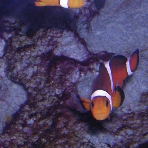 clownfish_pair.jpg