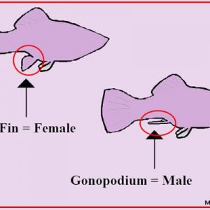 molly-fish-Gender.jpg