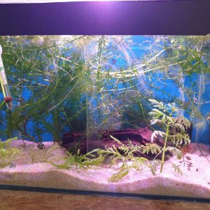 10g planted aquarium for journal.JPEG