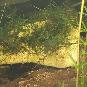 java moss recovering.JPEG