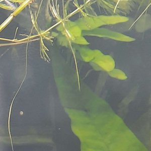 big java fern plantlets.JPEG