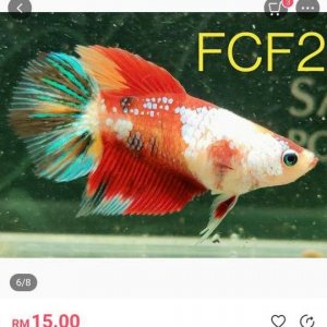 FCF2 female betta.JPEG