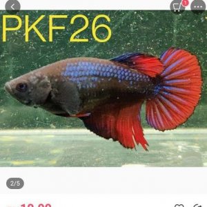 PKF26 female betta.JPEG