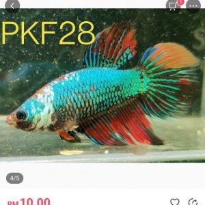 PKF28 female betta.JPEG