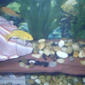 061404___Yellow_Cichlid___2.jpg