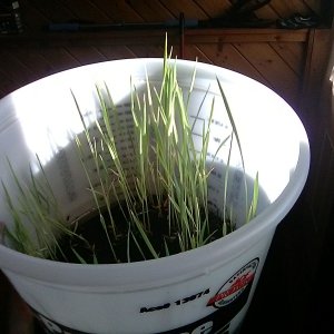 rice bucket.jpg