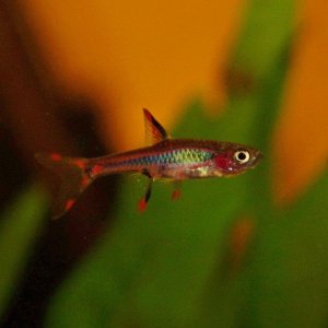 Rasbora_mosquito_2[1].jpg