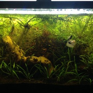 fish tank april 9th.JPG