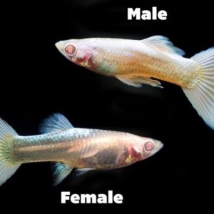 guppy-fish-male-female-photo.jpg