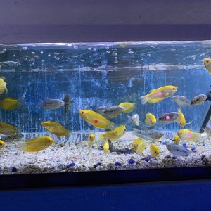 TFF Biofish gourami-3_LI.jpg