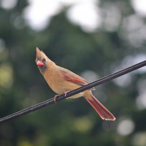 cardinal23.JPG