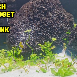 Low tech, Low budget, No co2, Planted nano tank aquarium.jpg