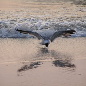 seagull-1.jpg