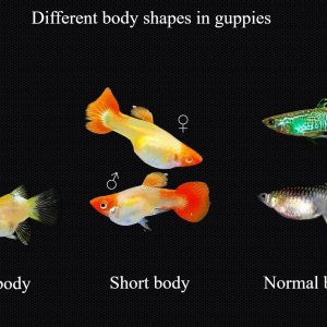 Difference in body shape in guppies1.jpg