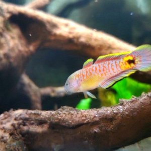 Adult Peacock Gudgeon [Male]