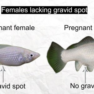 female lacking gravid spot.jpg
