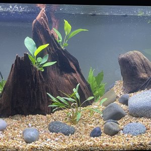 Newly Planted Aquarium .jpeg