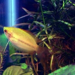 Gourami2_resize.jpg