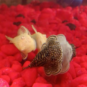 Pleco and Louch