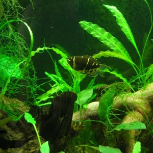 Choc gourami2.JPG