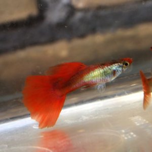 platinum koi guppy 049a.jpg